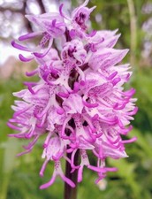 2 x Hardy orchids, Orchis simia, Monkey Orchids, Flowering size.