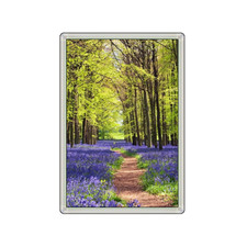 BLUEBELL WOOD FLOWER LOVELY