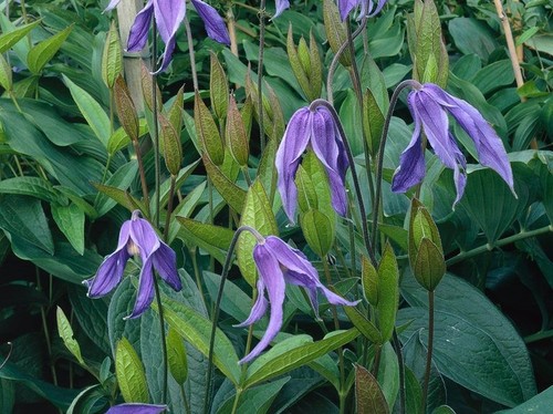 Clematis integrifolia - , |