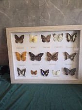 Vintage Framed taxidermy 14x