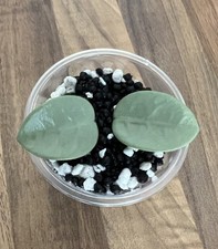 Hoya Mathilde Grey Fairy 2