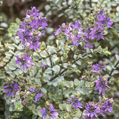 Hebe quicksilver pimeleoides - hebe,