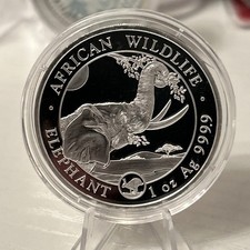 2023 Somalian African Elephant