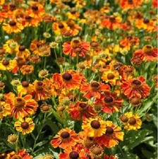 HELENIUM 'Waltraut' A.G.M. -
