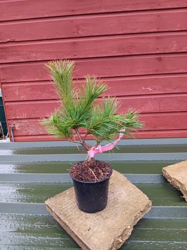 Pinus strobus rheinhaus - pinus,