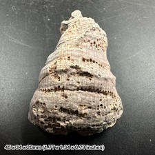 Calceola sandalina fossil