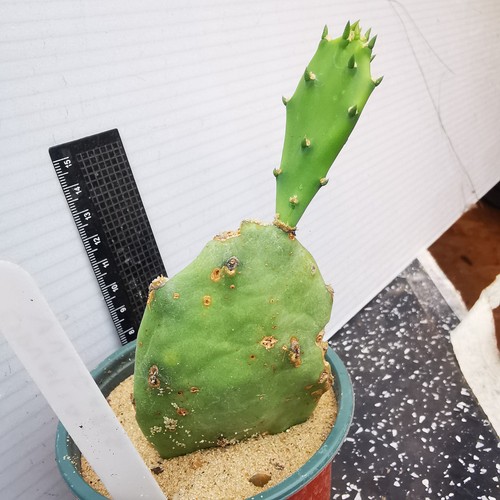 Opuntia vulgaris prickly - opuntia,