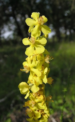 White mullein verbascum - mullein,
