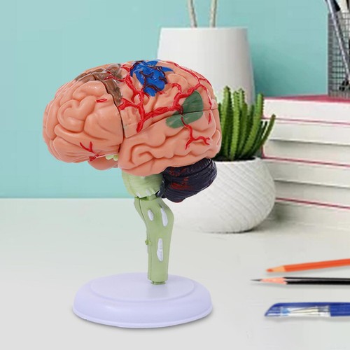 Brain model handy sculpture - brain,