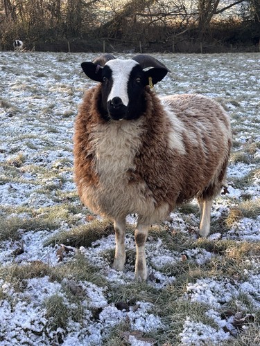 Jacob ewe lamb - jacob, for
