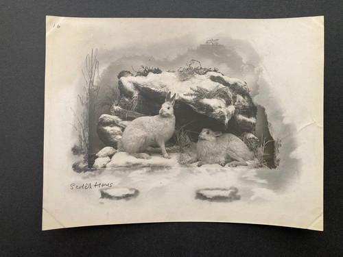 Vintage photograph taxidermy