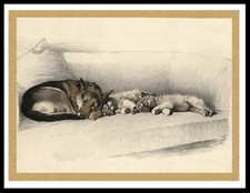 GERMAN SHEPHERD ALSATIAN &