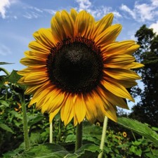 Thompson & Morgan Sunflower Russian Giant Seeds Flower Plant 1 Pack 25 Seeds