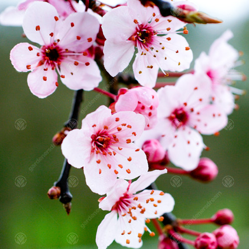 Prunus cerasifera pissardii - cerasifera, 'pissardii