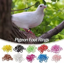 Foot Rings Pigeons Birds Quail