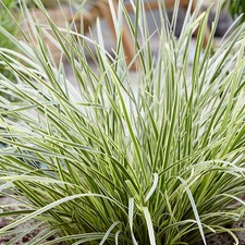 Lomandra White Sands Hardy