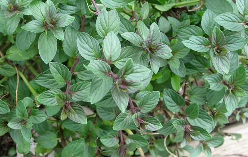 Mint black peppermint - black, mentha