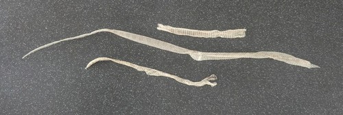 Snake shed skin - snake,