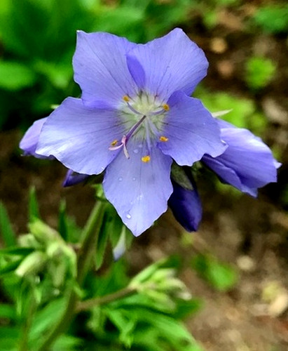 Polemonium selected blue - 3x,