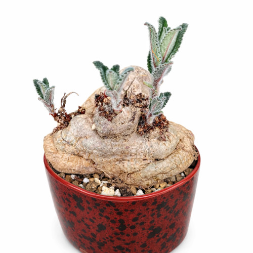Synningia tubiflora seeds - tubiflora,