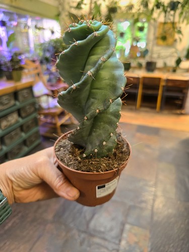 Spiral cactus cereus - spiral, forbesii