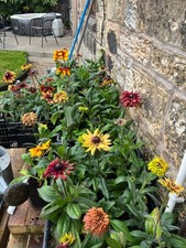 2x 1L rudbeckia Hirta Mix