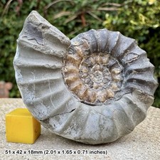Fossil ammonite crucilobiceras - ammonite,