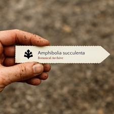 Amphibolia succulenta SEEDS -