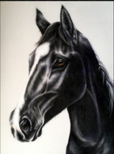 Black Stallion A3 Art Poster