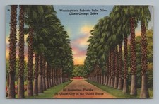 Washingtonia Robusta Palm