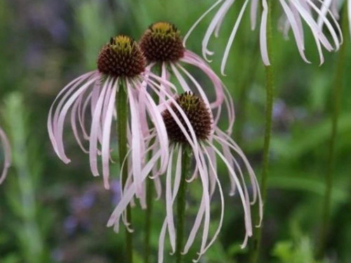 Echinacea pallida hula dancer - ,