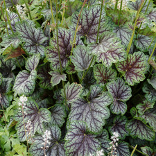 Heuchera Green Spice Coral