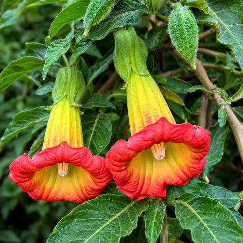 Brugmansia sanguinea seeds - brugmansia,