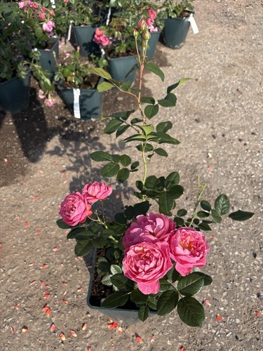 Dellbard rose de - ‘la,