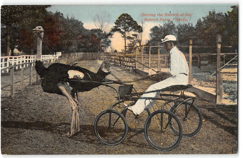 Driving the ostrich cart - driving,
