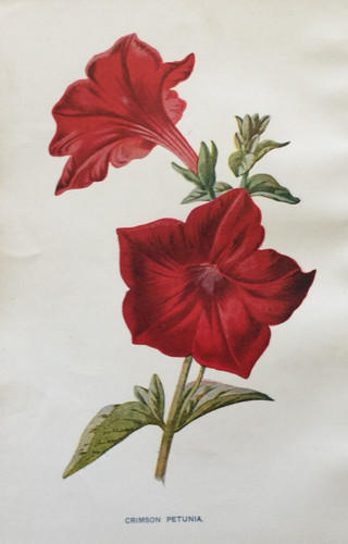 Antique print crimson - print,