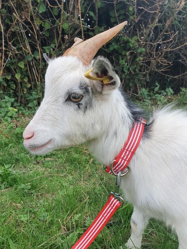 Goat sheep collar and - collar, lead