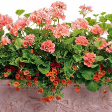Large Plants-Garden Ready