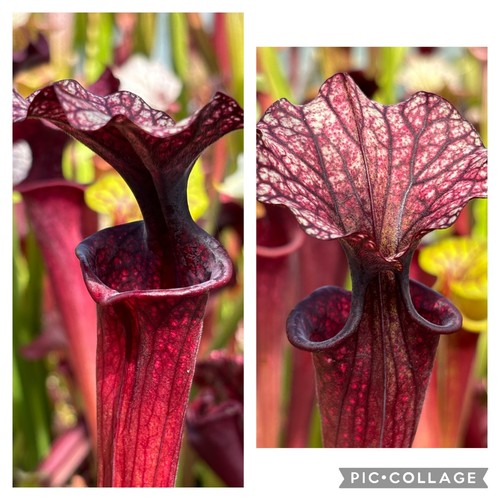 Sarracenia a - sarracenia, saurus)