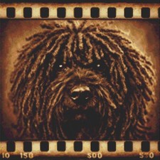 Hungarian Puli Puppy Dog