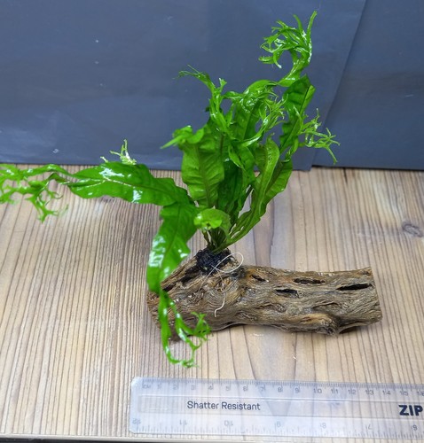 Java fern colla wood - on, wood-