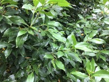 Bay Leaves Fresh Organic