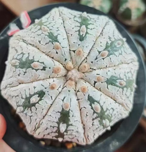 Astrophytum asterias - , '