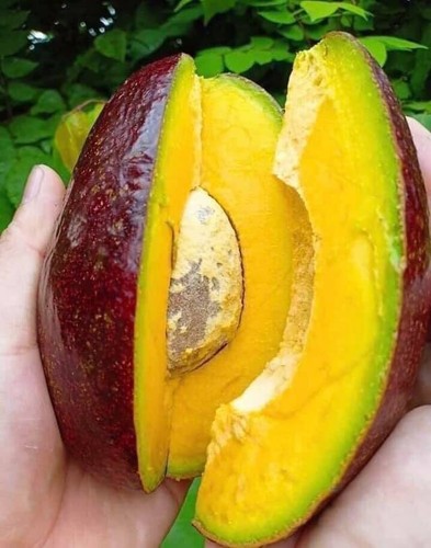 Red cuba avocado grafted tree - red,