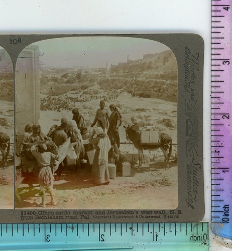 Gihon cattle market - cattle, &
