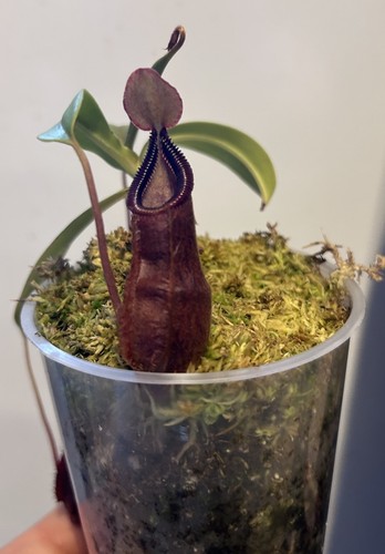 Nepenthes spathulata - spathulata, x