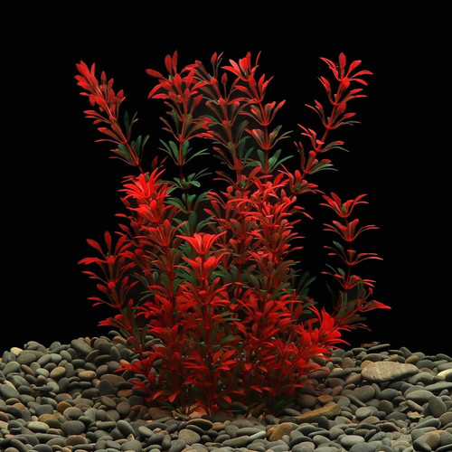 Large aquarium plants - large,