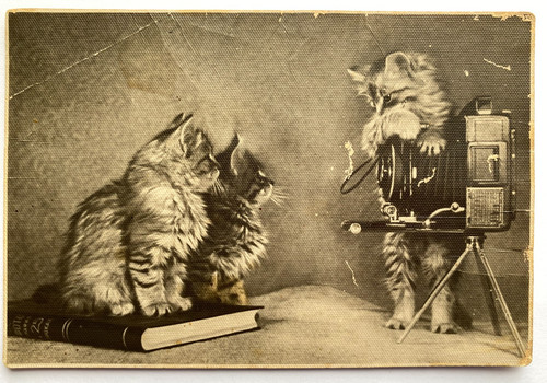 Beautiful cats kittens