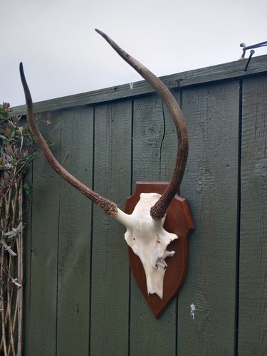 Taxidermy red deer antlers - taxidermy,