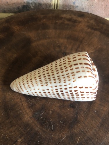Leopard cone seashell - cone, conus